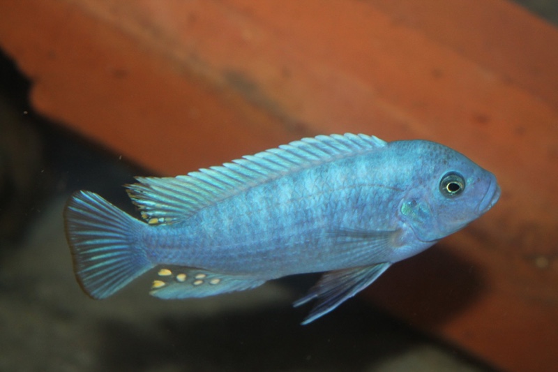 Maylandia estherae 'Minos Reef'